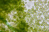 biotech